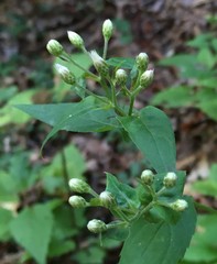 Eurybia chlorolepis