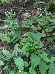 Eurybia chlorolepis