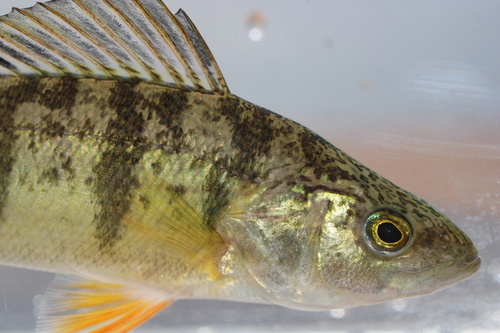 Yellow Perch, photo 10 of 10