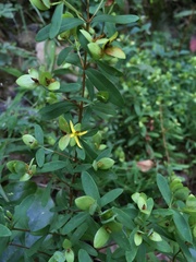 Hypericum stragulum
