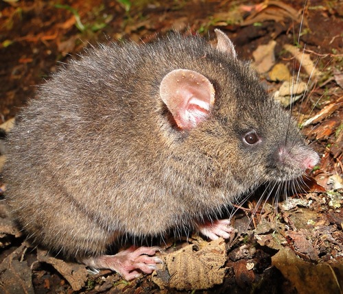 Pichincha Oldfield Mouse (Thomasomys vulcani) — Least Concern Mammalia