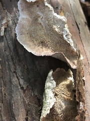 Trichaptum abietinum image