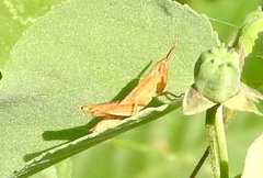 Dichromorpha prominula