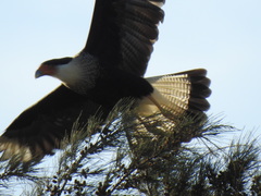 Caracara plancus