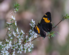 Tisiphone abeona albifascia