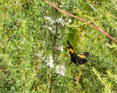 Tisiphone abeona albifascia