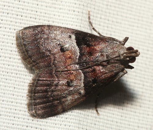 Pine Webworm Moth photo 5