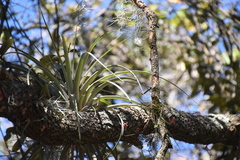 Tillandsia utriculata