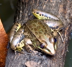 Lithobates magnaocularis