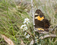Tisiphone abeona albifascia