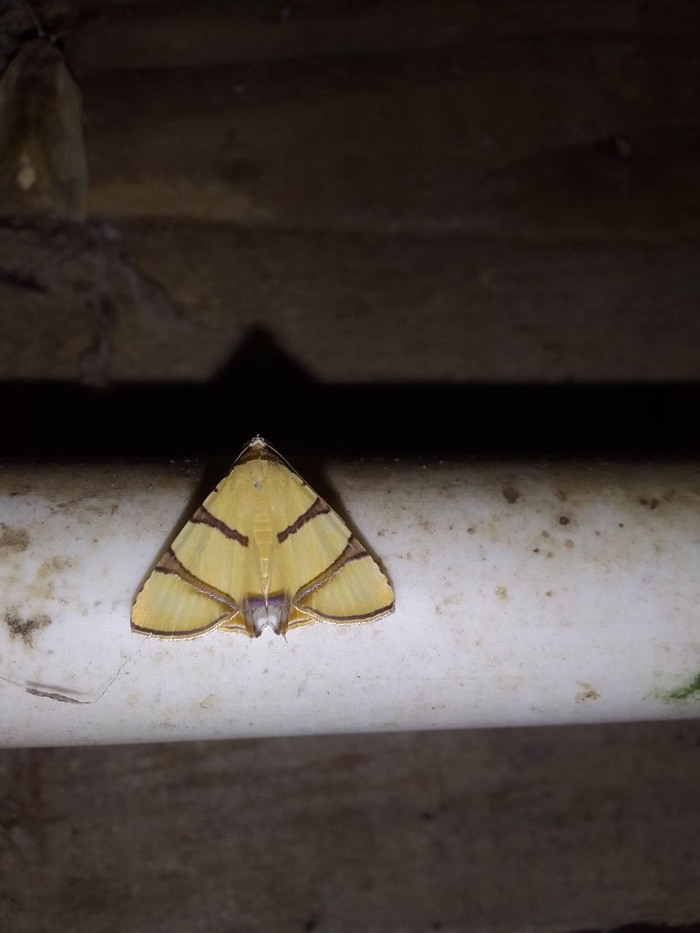 Eulepidotis perducens