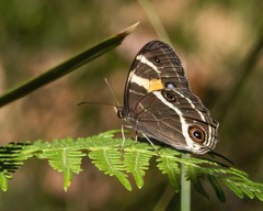 Tisiphone abeona albifascia