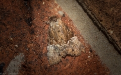 Alophosoma emmelopis