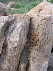 Crotalus pyrrhus