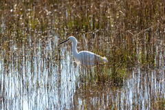 Egretta thula