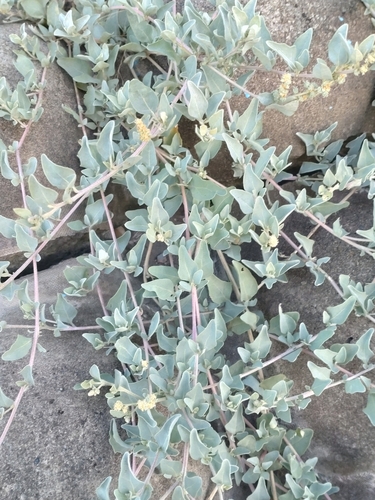 Atriplex maximowicziana iNat (1)