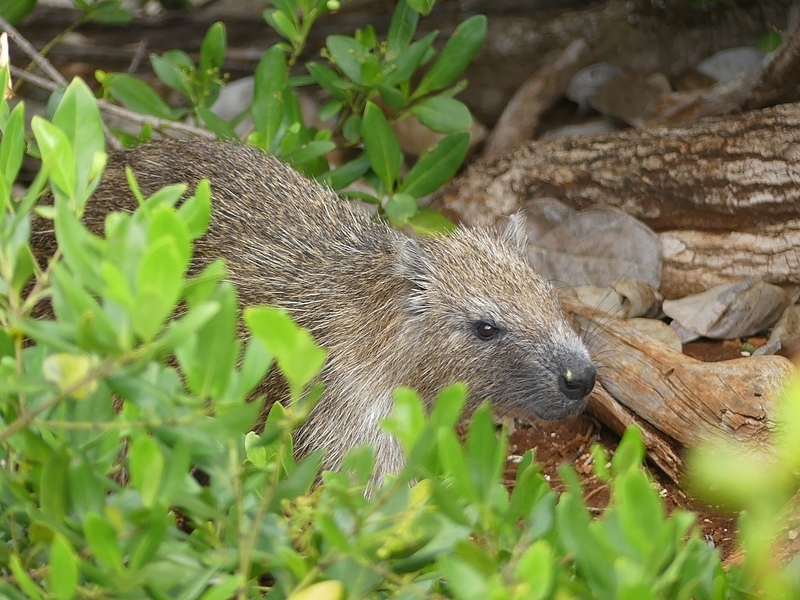 Cuban Ground Hutia (Capromys pilorides) - Know Your Mammals