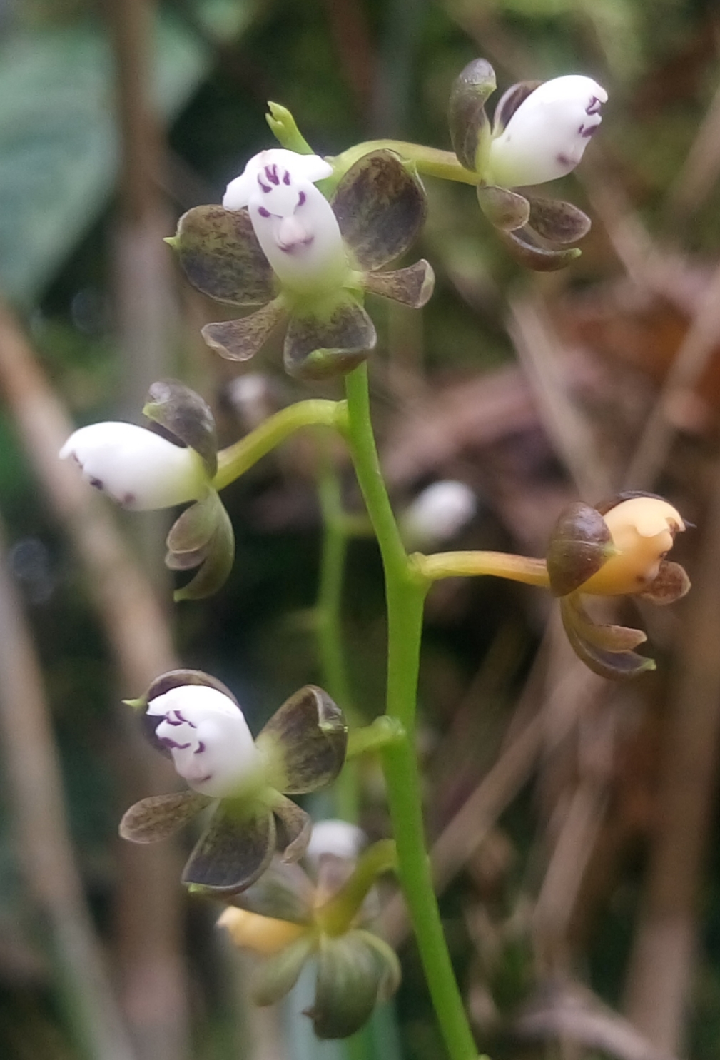 Epidendrum microglossum Schltr.