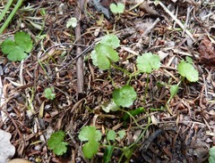 Hydrocotyle heteromeria