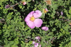 Rosa minutifolia