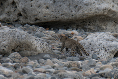 Leopardus geoffroyi