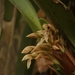 Orquídea de Mandíbulas - Photo (c) Victor De la Cruz, algunos derechos reservados (CC BY)