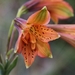 Alstroemeria gardneri - Photo (c) Mauricio Mercadante, some rights reserved (CC BY-NC-SA)