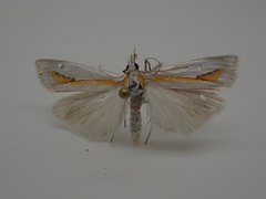 Crambus girardellus