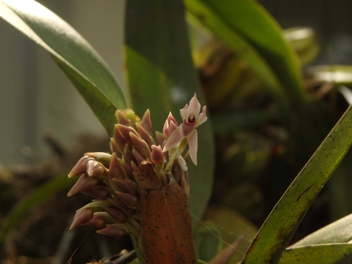 Image of Maxillaria densa by (c) Victor De la Cruz, some rights reserved (CC BY)