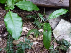 Elaeocarpus dentatus