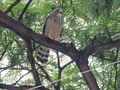 Rupornis magnirostris