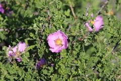 Rosa minutifolia