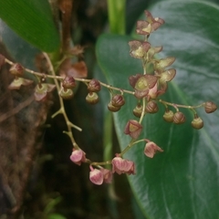 Stelis columnaris