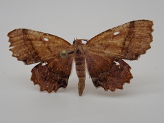 Cepphis armataria