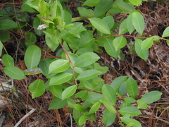Lyonia lucida