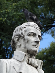 Columba livia domestica