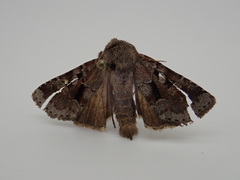Oligia minuscula