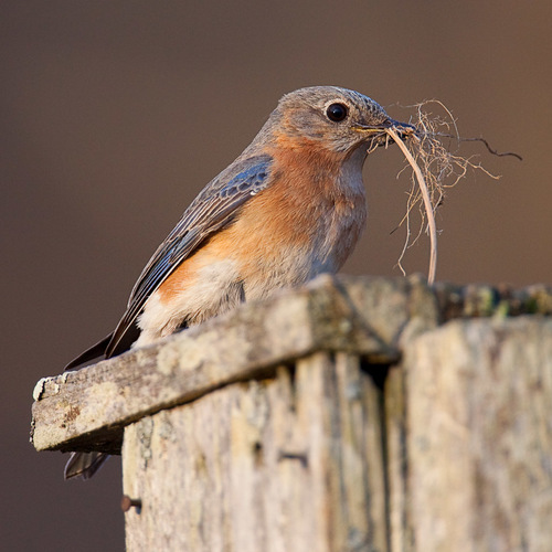 Eastern Bluebird photographed in Massachusetts