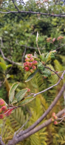 Aronia arbutifolia