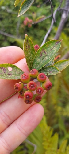 Aronia arbutifolia