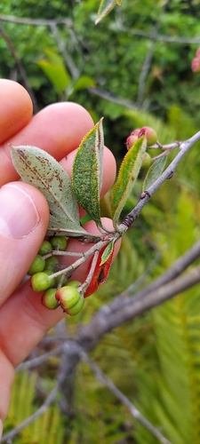 Aronia arbutifolia