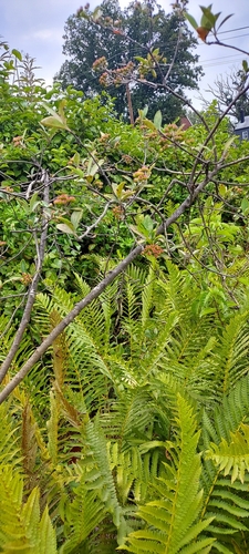 Aronia arbutifolia
