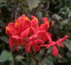 Epidendrum cochlidium