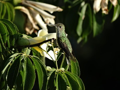 Elliotomyia chionogaster