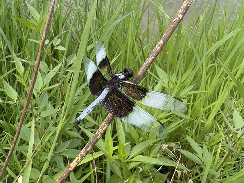 Widow Skimmer photographed in Kansas