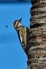 Sphyrapicus varius