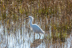 Egretta thula