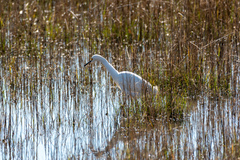 Egretta thula