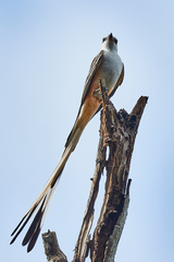 Tyrannus forficatus