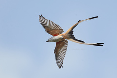 Tyrannus forficatus